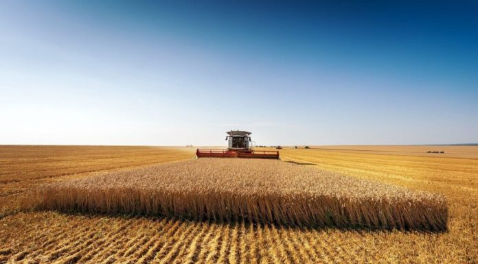 El 15 de junio termina el plazo para asegurar la cosecha de cereales de invierno frente al pedrisco El 15 de junio termina el plazo para asegurar la cosecha de cereales de invierno frente al pedrisco