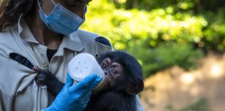 Ekon, el bebé chimpancé de Bioparc Valencia, supera la última fase de cuidado humano