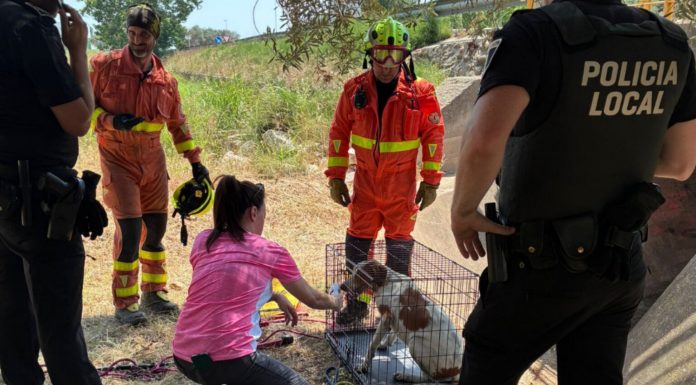 Rescatan a un perro tras caer a una acequia de Tavernes de Valldigna