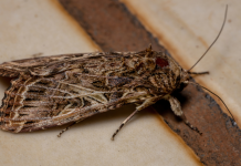 Las polillas gigantes invaden Valencia: claves de su aparición Las polillas gigantes invaden Valencia