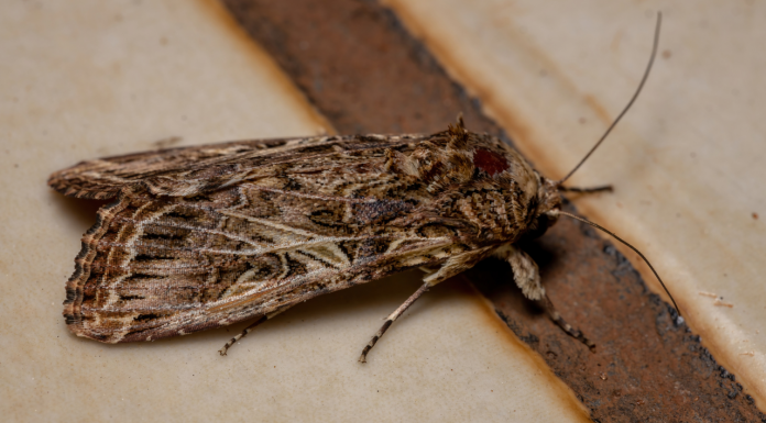 Las polillas gigantes invaden Valencia: claves de su aparición Las polillas gigantes invaden Valencia