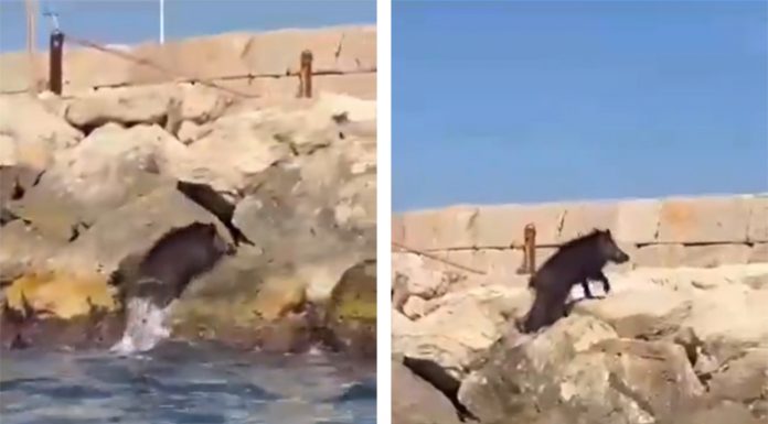 Un jabalí se tira al mar desde el puerto de Dénia