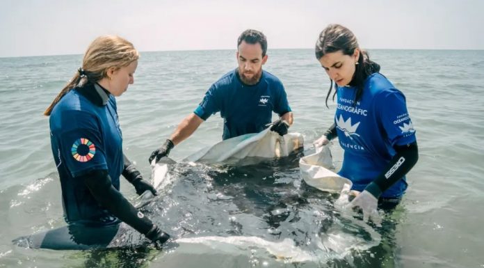 Aparece una manta de 2 metros en la orilla de la playa de Cullera