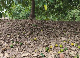 Naranjas en tierra tras las tormentas del 12 de julio. Los agricultores se verán compensados gracias a Agroseguro
