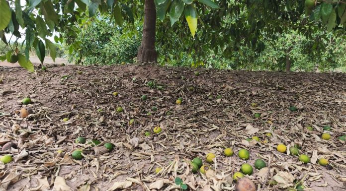 Naranjas en tierra tras las tormentas del 12 de julio. Los agricultores se verán compensados gracias a Agroseguro