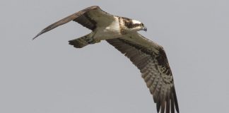 Águila pescadora en pleno vuelo