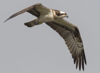 Águila pescadora en pleno vuelo