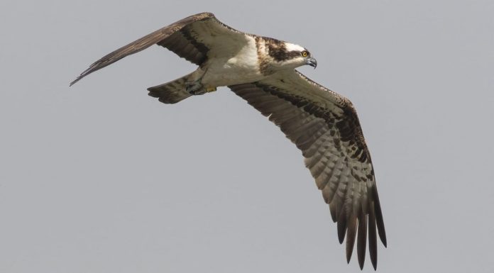 Una docena de crías de águila pescadora llegan a la Comunidad Valenciana para su reintroducción Águila pescadora en pleno vuelo