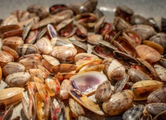 Las tellinas del Mediterráneo, en peligro por las altas temperaturas