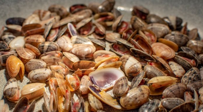 Las tellinas del Mediterráneo, amenazadas por el calentamiento del mar Las tellinas del Mediterráneo, en peligro por las altas temperaturas