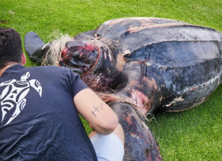 Una de las tortugas más grandes del mundo aparece muerta en Valencia