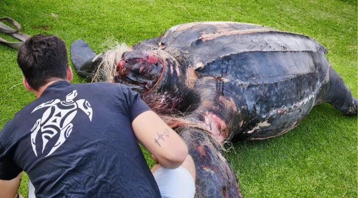 Una de las tortugas más grandes del mundo aparece muerta en El Saler Una de las tortugas más grandes del mundo aparece muerta en Valencia