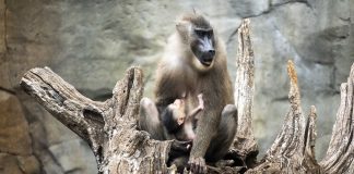 Nace en Bioparc Valencia uno de los primates más desconocidos