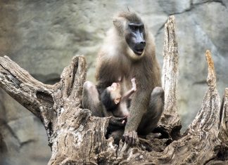 Nace en Bioparc Valencia uno de los primates más desconocidos