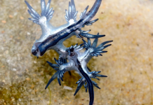 El venenoso 'Dragón Azul' aparece en una playa valenciana: así es la extraña criatura que ha cerrado playas en Canarias