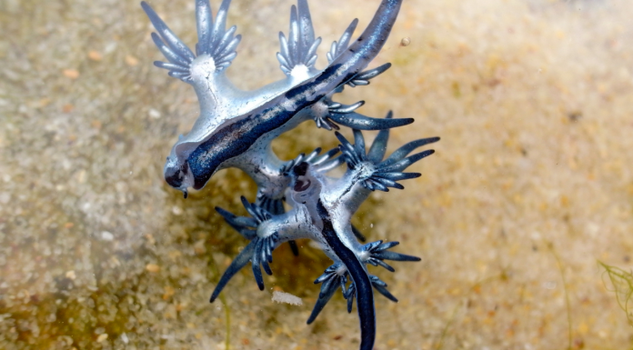 El venenoso ‘Dragón Azul’ aparece en una playa valenciana: así es la extraña criatura que ha cerrado playas en Canarias El venenoso 'Dragón Azul' aparece en una playa valenciana: así es la extraña criatura que ha cerrado playas en Canarias