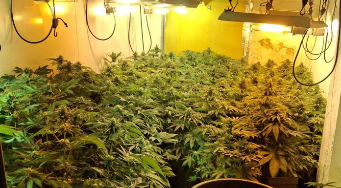 Detienen en Xirivella al propietario de dos inmuebles con plantaciones indoor de marihuana