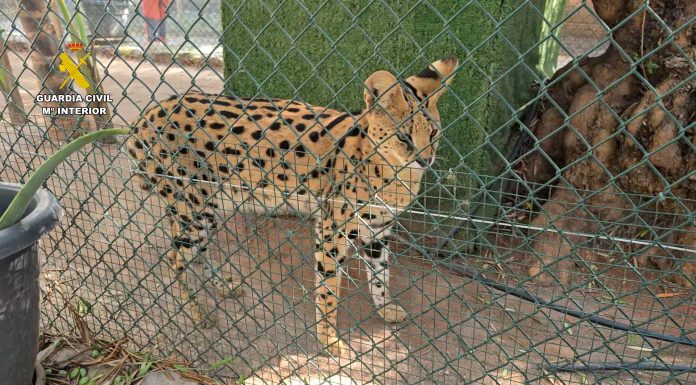 Desmantelan un zoo privado clandestino con más de 150 animales exóticos