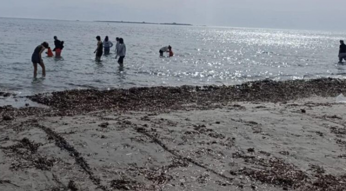 ¿En qué casos se puede retirar restos de posidonia de la orilla de la playa?