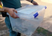 Una vecina de Cullera denuncia que aparece una serpiente en el toldo de su vivienda