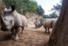BIOPARC Valencia celebra el Día Mundial del Rinoceronte 7televalencia BIOPARC Valencia celebra el Día Mundial del Rinoceronte con la esperanza del próximo primer nacimiento - 2025