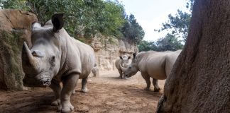 7televalencia BIOPARC Valencia celebra el Día Mundial del Rinoceronte con la esperanza del próximo primer nacimiento - 2025