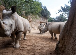 7televalencia BIOPARC Valencia celebra el Día Mundial del Rinoceronte con la esperanza del próximo primer nacimiento - 2025
