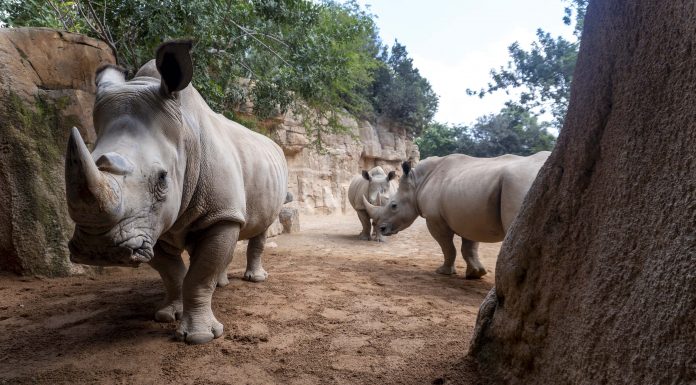 BIOPARC Valencia celebra el Día Mundial del Rinoceronte 7televalencia BIOPARC Valencia celebra el Día Mundial del Rinoceronte con la esperanza del próximo primer nacimiento - 2025
