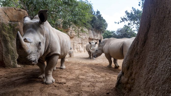 7televalencia BIOPARC Valencia celebra el Día Mundial del Rinoceronte con la esperanza del próximo primer nacimiento - 2025