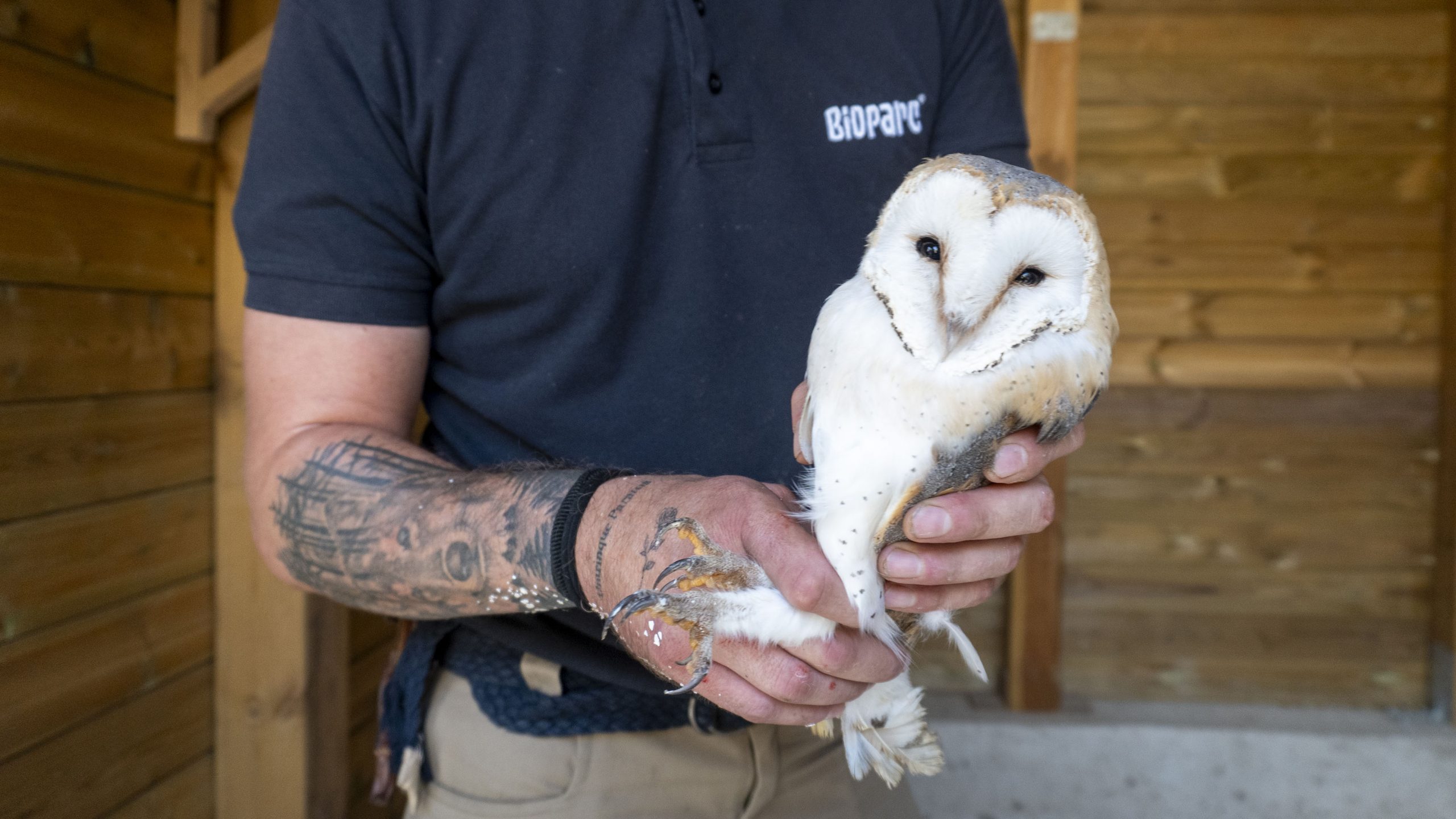 Técnico de Bioparc muestra un ejemplar de este ave rapaz