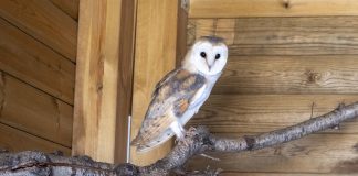 Un ejemplar de lechuza común en Bioparc