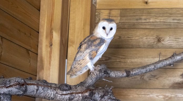 Bioparc recibe cinco parejas de lechuzas con el objetivo de reintroducirlas en València Un ejemplar de lechuza común en Bioparc