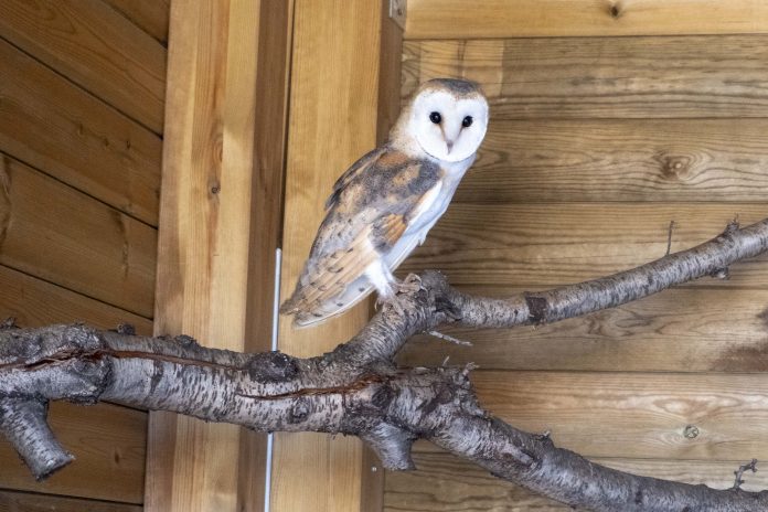 Un ejemplar de lechuza común en Bioparc