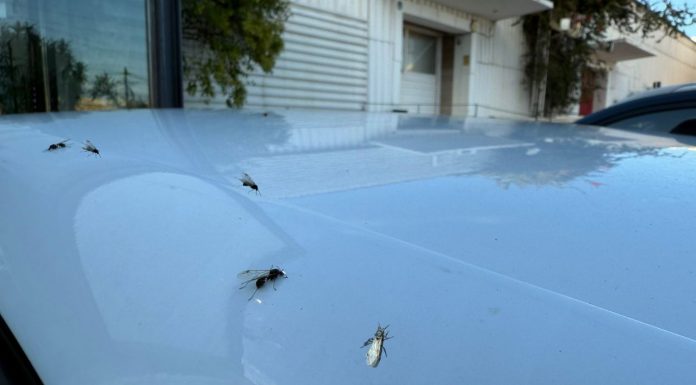 Tras las lluvias, miles de hormigas voladoras invaden Valencia