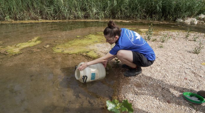 La Fundación Oceanogràfic y Medio Ambiente reintroducen loinas en el río afectado por la DANA