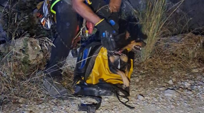 Rescatan a un perrito en la vía verde de Villalonga