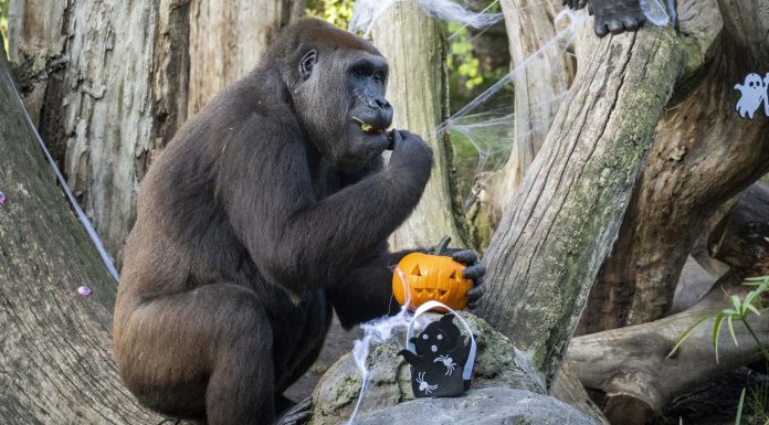 Los animales de BIOPARC celebran Halloween con un «menú de terror»