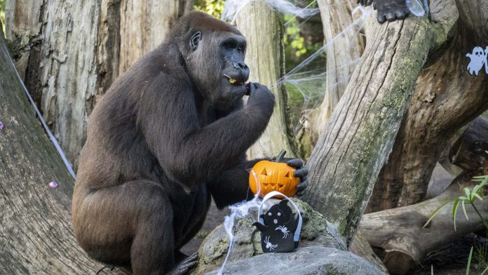 Halloween 2025 - Enriquecimiento ambiental especial en BIOPARC Valencia - gorilas