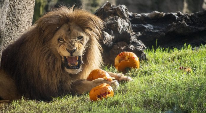 BIOPARC Valencia pone sus entradas a precio infantil durante todo noviembre