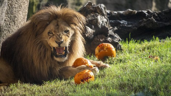 Halloween 2025 - Enriquecimiento ambiental especial en BIOPARC Valencia - leones