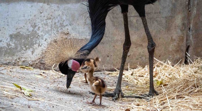 Primer nacimiento de la bellísima grulla coronada cuellinegra en BIOPARC Valencia
