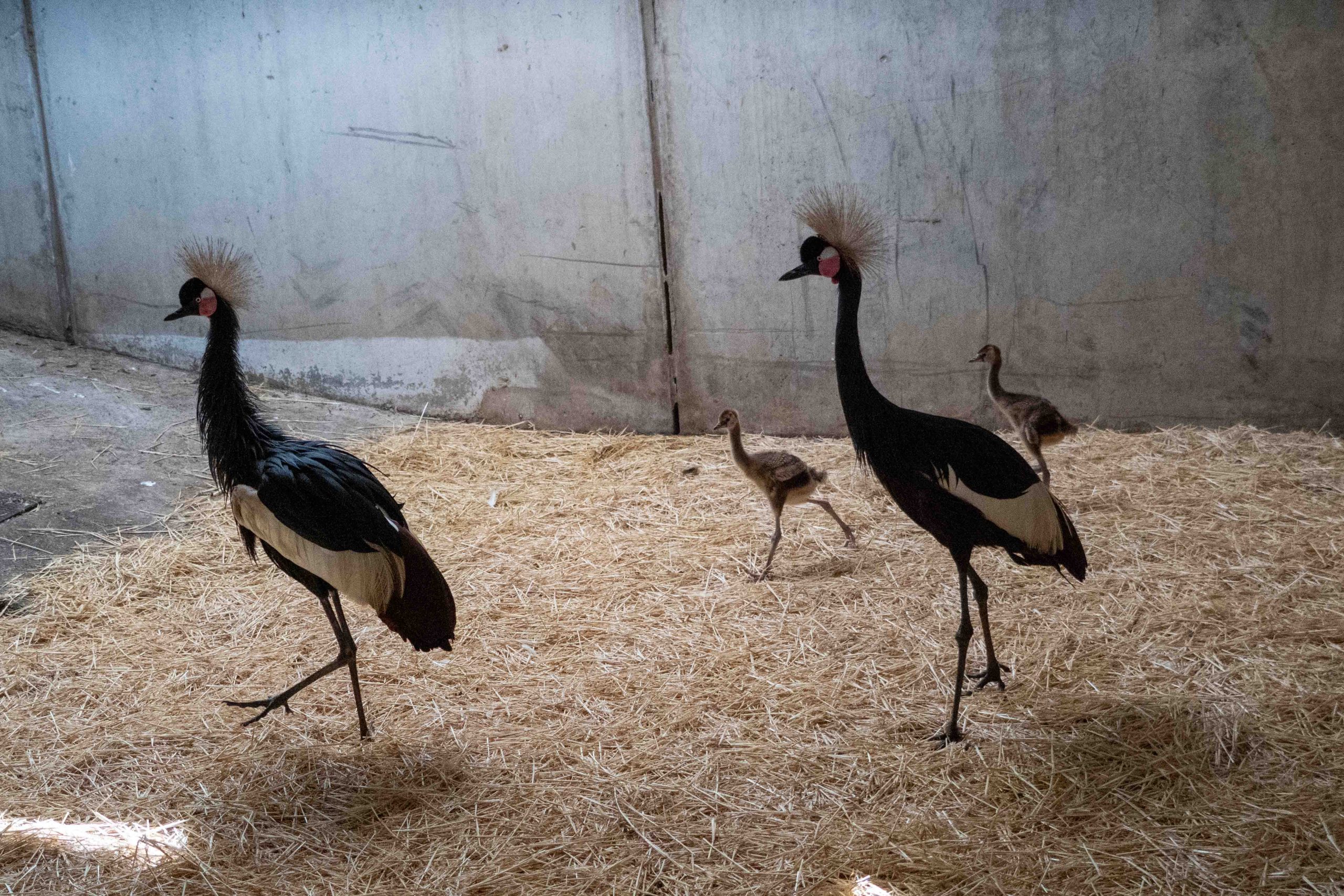 Primer nacimiento de la bellísima grulla coronada cuellinegra en BIOPARC Valencia