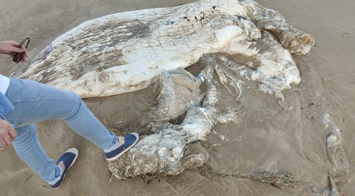 Aparecen restos de un animal marino en la playa de El Perelló