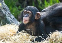 El chimpancé nacido en BIOPARC Valencia comienza a explorar el exterior