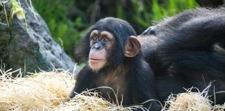 El chimpancé nacido en BIOPARC Valencia comienza a explorar el exterior