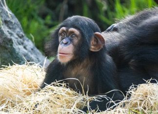 El chimpancé nacido en BIOPARC Valencia comienza a explorar el exterior