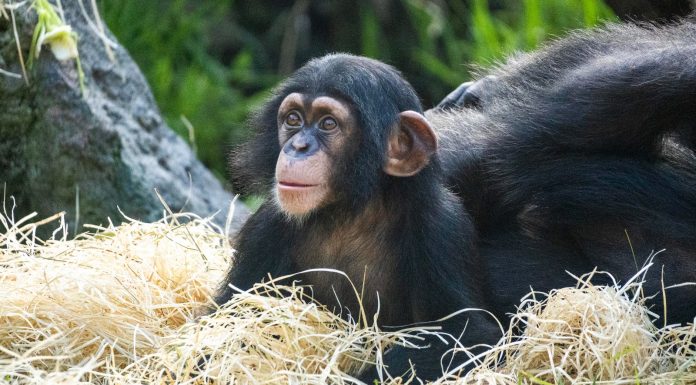 El chimpancé nacido en BIOPARC Valencia comienza a explorar el exterior El chimpancé nacido en BIOPARC Valencia comienza a explorar el exterior