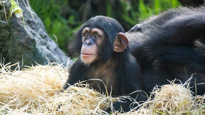 El chimpancé nacido en BIOPARC Valencia comienza a explorar el exterior
