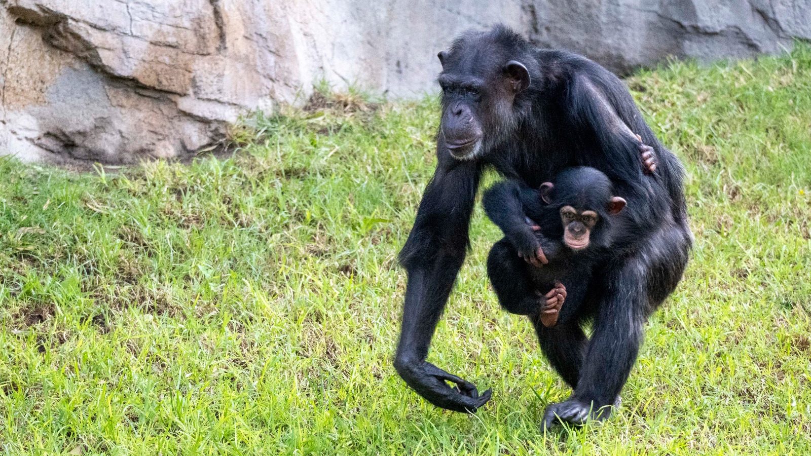 El chimpancé nacido en BIOPARC Valencia comienza a explorar el exterior