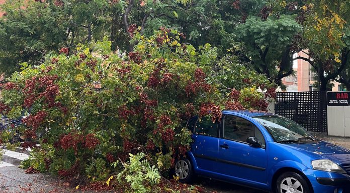 Varias caídas de ramas de árboles afectan a varios vehículos